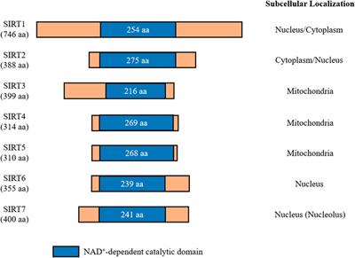 Sirtuins and cognition: implications for learning and memory in neurological disorders